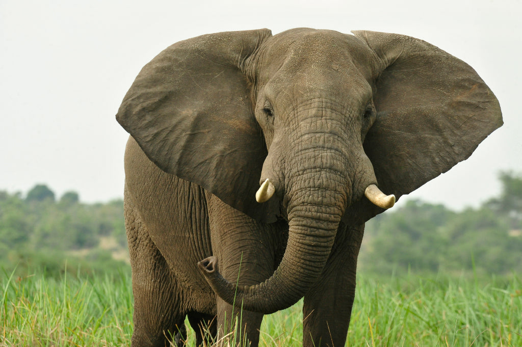 Celebrating World Elephant Day