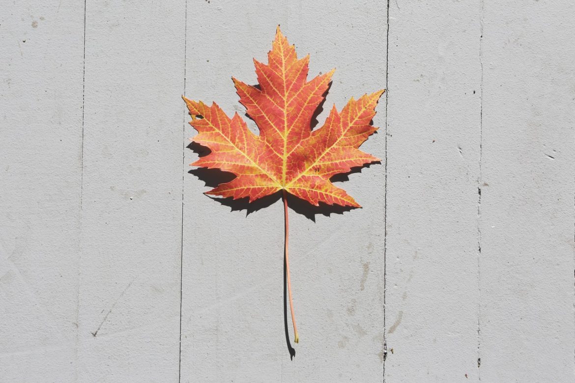 Fall Favorites: A Seasonal Playlist