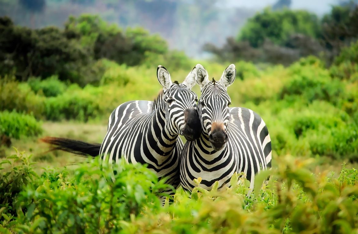 Giving Back: Spotlight on Wildlife Conservation Society